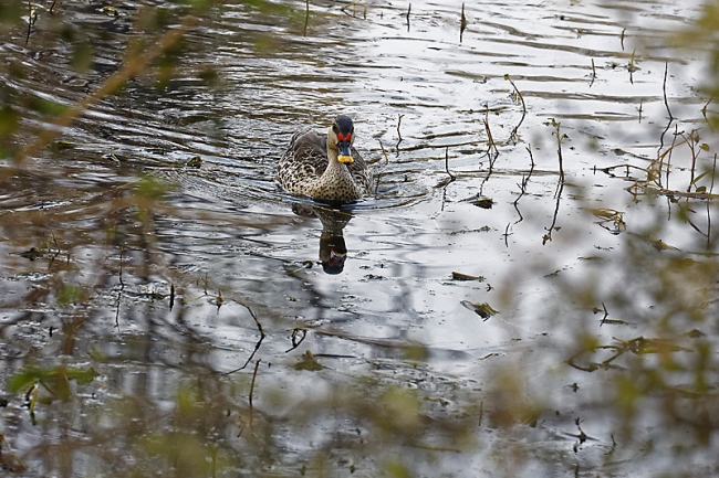 Keoladeo national park-076